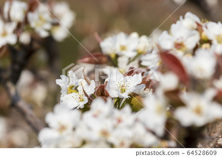梨花 64528609