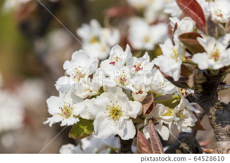 梨花 64528610
