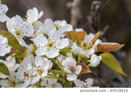 Pear flowers Pear flowers 64528628