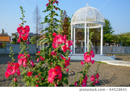 菜花,彰化mar菜花季節,貝尼一I,成熟的花,麻婆花,惠比壽,惠井葵,惠比壽葵,五花 菜花,彰化mar菜花季節,貝尼一I,成熟的花,麻婆花,惠比壽,惠井葵,惠比壽葵,五花 64528641
