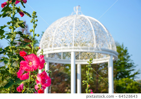 菜花,彰化mar菜花季節,貝尼一I,成熟的花,麻婆花,惠比壽,惠井葵,惠比壽葵,五花 菜花,彰化mar菜花季節,貝尼一I,成熟的花,麻婆花,惠比壽,惠井葵,惠比壽葵,五花 64528643