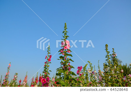 菜花，彰化mar菜花季節，貝尼一I，成熟的花，麻婆花，惠比壽，惠井葵，惠比壽葵，五花 64528648