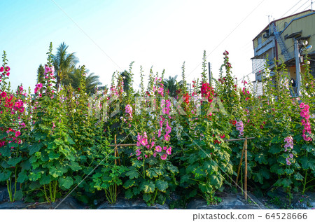 菜花，彰化mar菜花季節，貝尼一I，成熟的花，麻婆花，惠比壽，惠井葵，惠比壽葵，五花 64528666