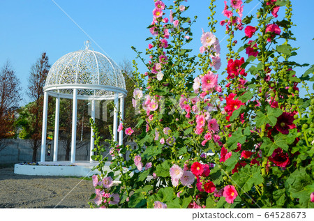 菜花，彰化mar菜花季節，貝尼一I，成熟的花，麻婆花，惠比壽，惠井葵，惠比壽葵，五花 64528673