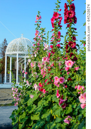 菜花，彰化mar菜花季節，貝尼一I，成熟的花，麻婆花，惠比壽，惠井葵，惠比壽葵，五花 64528674