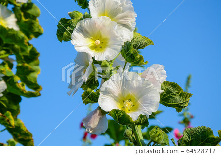 菜花，彰化mar菜花季節，貝尼一I，成熟的花，麻婆花，惠比壽，惠井葵，惠比壽葵，五花 64528712