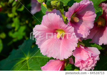 菜花，彰化mar菜花季節，貝尼一I，成熟的花，麻婆花，惠比壽，惠井葵，惠比壽葵，五花 64528713