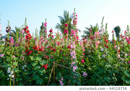 菜花，彰化mar菜花季節，貝尼一I，成熟的花，麻婆花，惠比壽，惠井葵，惠比壽葵，五花 64528716
