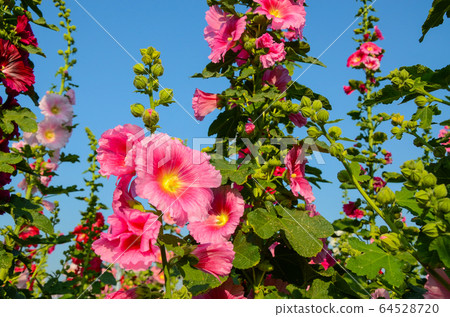 菜花,彰化mar菜花季節,貝尼一I,成熟的花,麻婆花,惠比壽,惠井葵,惠比壽葵,五花 菜花,彰化mar菜花季節,貝尼一I,成熟的花,麻婆花,惠比壽,惠井葵,惠比壽葵,五花 64528720