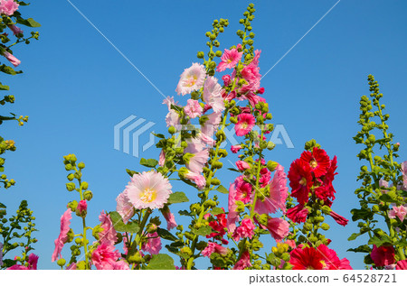 菜花,彰化mar菜花季節,貝尼一I,成熟的花,麻婆花,惠比壽,惠井葵,惠比壽葵,五花 菜花,彰化mar菜花季節,貝尼一I,成熟的花,麻婆花,惠比壽,惠井葵,惠比壽葵,五花 64528721