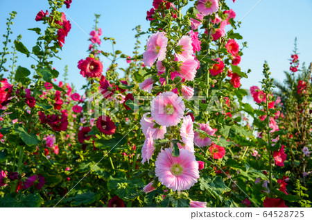 菜花，彰化mar菜花季節，貝尼一I，成熟的花，麻婆花，惠比壽，惠井葵，惠比壽葵，五花 64528725