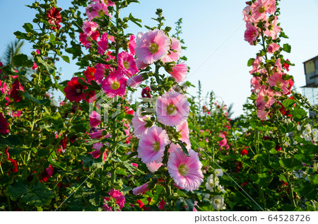 菜花，彰化mar菜花季節，貝尼一I，成熟的花，麻婆花，惠比壽，惠井葵，惠比壽葵，五花 64528726
