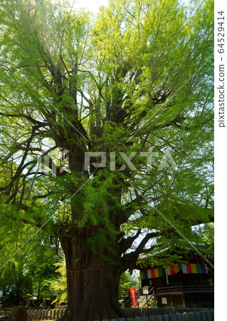 Bannaji Temple large ginkgo tree. Bannaji Temple is the most famous Buddhist temple in Ashikaga City Bannaji Temple large ginkgo tree. Bannaji Temple is the most famous Buddhist temple in Ashikaga City 64529414