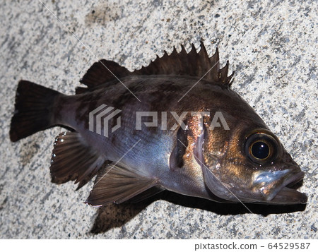 石斑魚 石斑魚 64529587