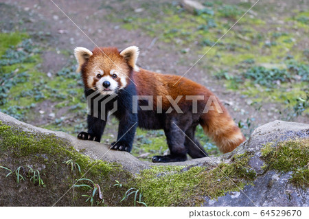 Red Panda Tama Zoo Red Panda Tama Zoo 64529670