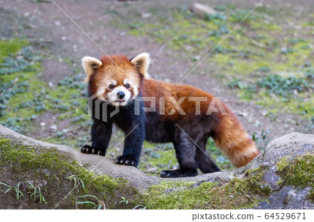 Red Panda Tama Zoo Red Panda Tama Zoo 64529671
