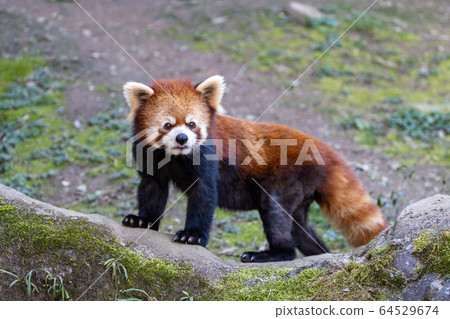 Red Panda Tama Zoo Red Panda Tama Zoo 64529674