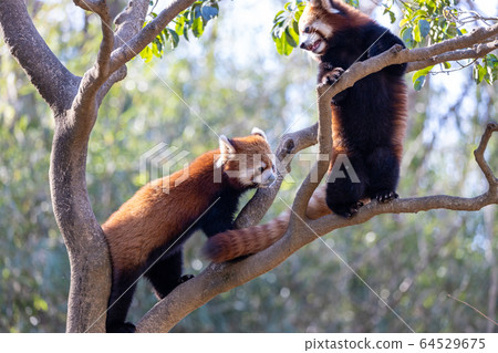 Red Panda Tama Zoo Red Panda Tama Zoo 64529675