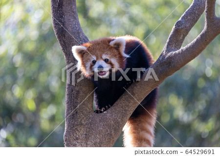 紅熊貓多摩動物園 紅熊貓多摩動物園 64529691