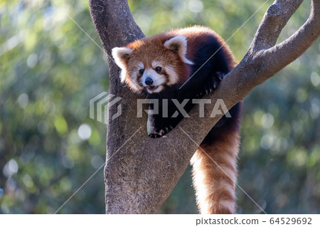 Red Panda Tama Zoo Red Panda Tama Zoo 64529692