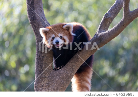 紅熊貓多摩動物園 64529693