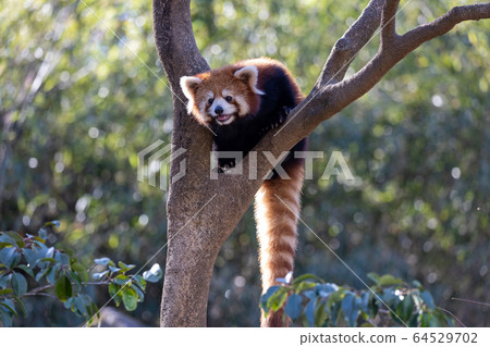 Red Panda Tama Zoo Red Panda Tama Zoo 64529702