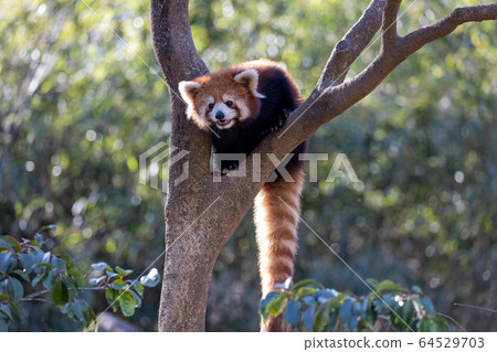 Red Panda Tama Zoo Red Panda Tama Zoo 64529703
