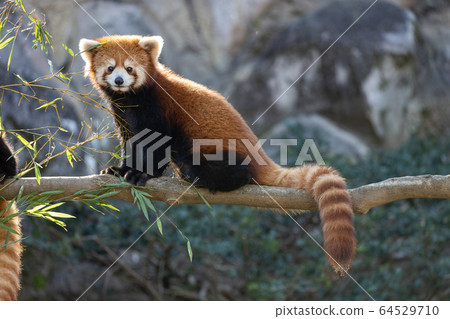 Red Panda Tama Zoo 64529710