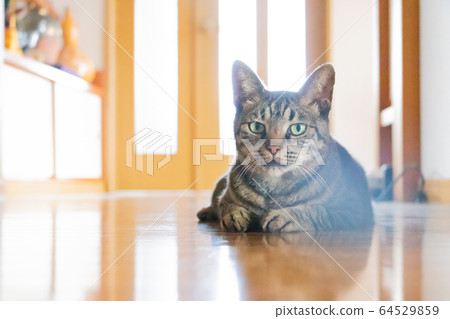 Cat Cat 64529859