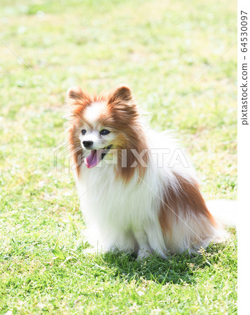 Laughing papillon 64530097