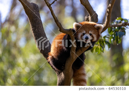 紅熊貓多摩動物園 64530310