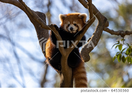 Red Panda Tama Zoo Red Panda Tama Zoo 64530360