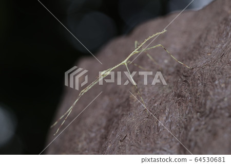 Stick insect / stick insect Stick insect / stick insect 64530681
