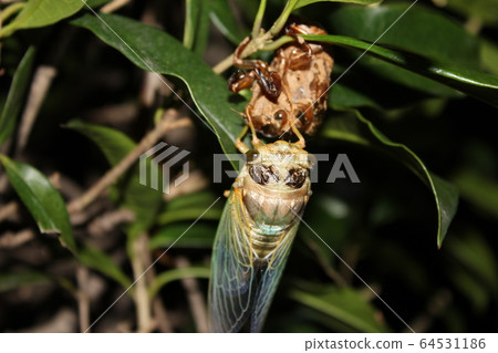 Emergence of cicada Emergence of cicada 64531186
