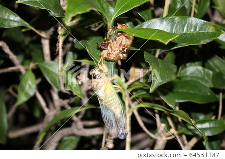 Emergence of cicada Emergence of cicada 64531187