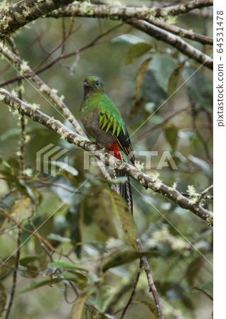 Quetzal 64531478