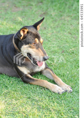 dog, black dog in the field 64533991