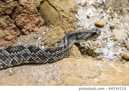 Rattlesnake - Crotalus durissus, poisonous. Dangers. Rattlesnake - Crotalus durissus, poisonous. Dangers. 64534118