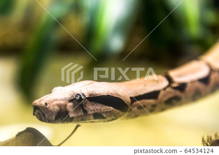 Boa constrictor, a species of large, heavy-bodied snake. Danger animal. Boa constrictor, a species of large, heavy-bodied snake. Danger animal. 64534124