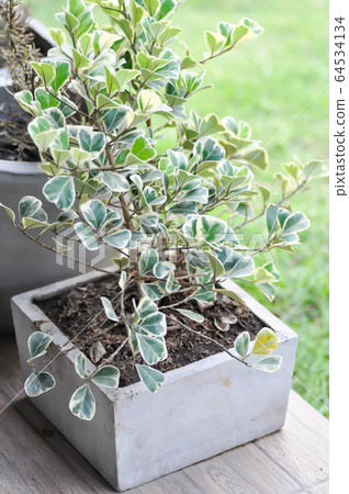 Ficus deltoidea Jack f variegata, Mistletoe fig or Ficus deltoidea Jack f variegata, Mistletoe fig or 64534134