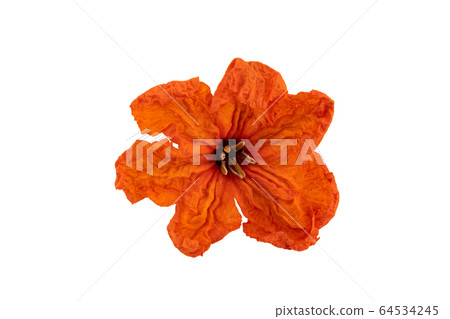 Close up of claudia flower isolated on white background. Close up of claudia flower isolated on white background. 64534245