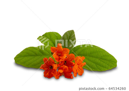 Claudia flowers with leaves on white background. Claudia flowers with leaves on white background. 64534260