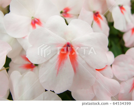 pink impatiens, Busy Lizzie, scientific name 64534399