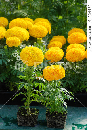 Marigolds (Tagetes erecta, Mexican marigold), 64534423