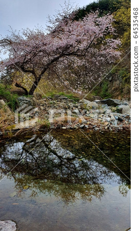 Cherry Blossom 64535468