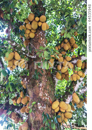 Jackfruit or Artocarpus heterophyllus is a fruit 64535948