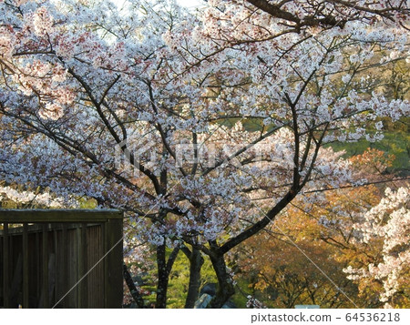 櫻山公園的櫻花 64536218