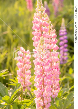 Blooming lupine flowers. A field of lupines. Colorful summer flower background. Blooming lupine flowers. A field of lupines. Colorful summer flower background. 64536239