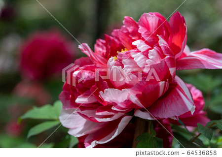 Peony flower 64536858