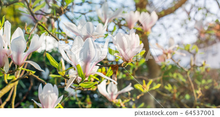 Flowering magnolia tree densely covered with 64537001